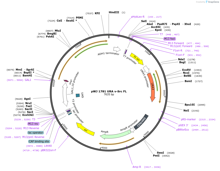 245255-plasmid-map-sequence-id-487427