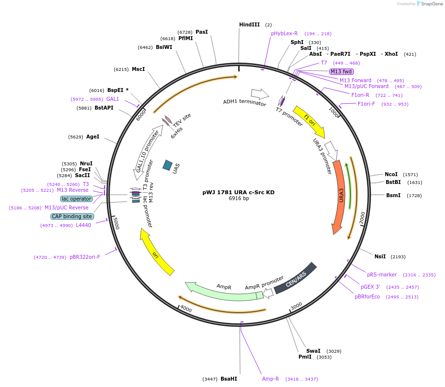 245256-plasmid-map-sequence-id-487428