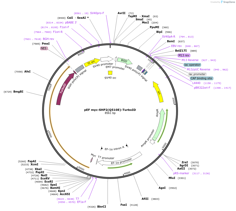 245250-plasmid-map-sequence-id-487429