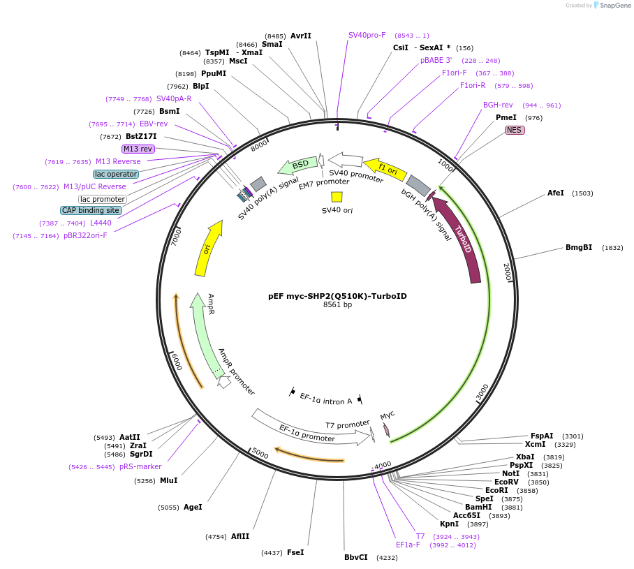245251-plasmid-map-sequence-id-487433