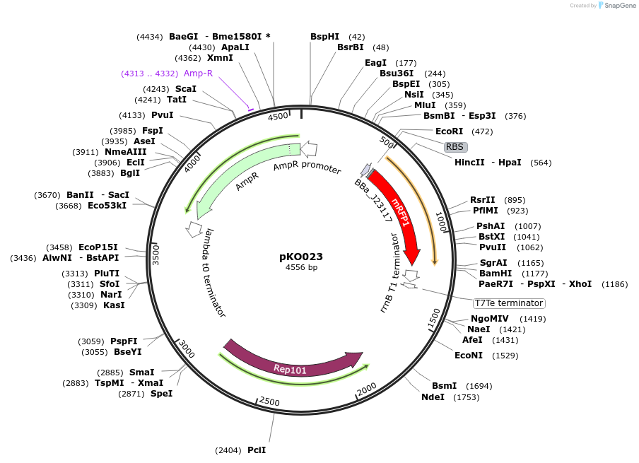 242923-plasmid-map-sequence-id-487439