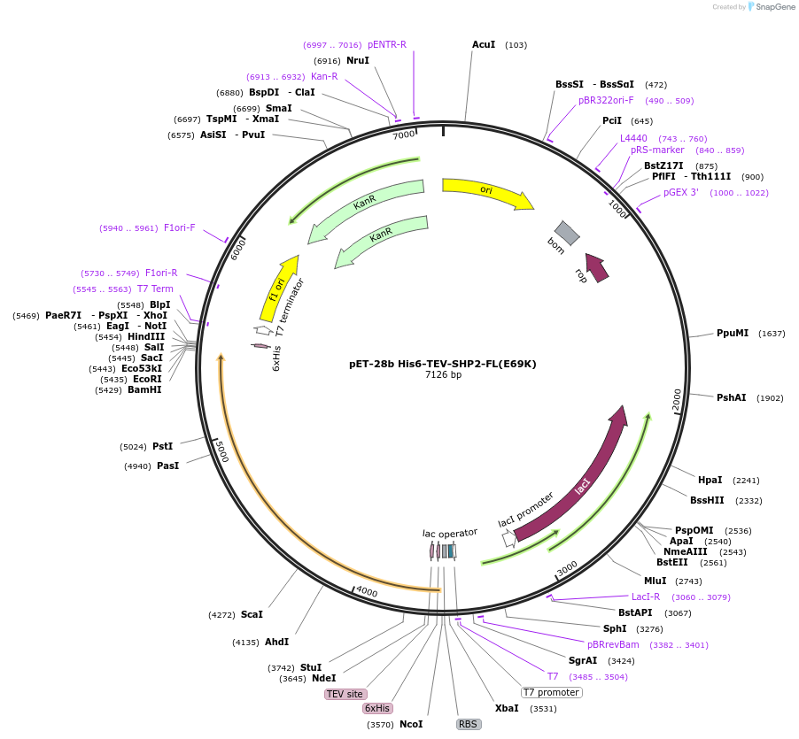 245199-plasmid-map-sequence-id-487442