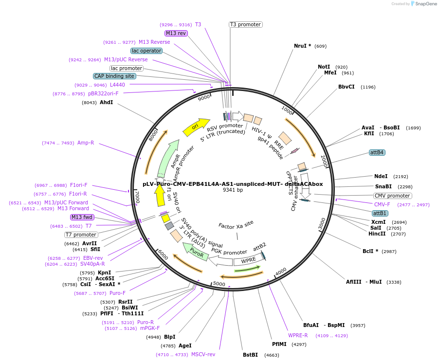 242753-plasmid-map-sequence-id-487460