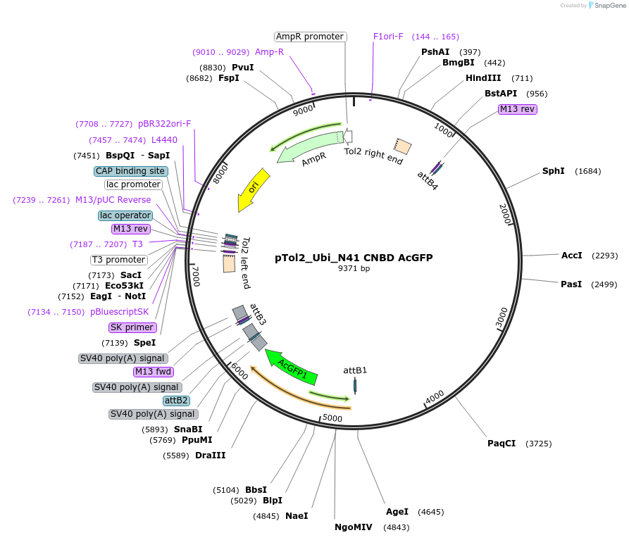 241360-plasmid-map-sequence-id-487461
