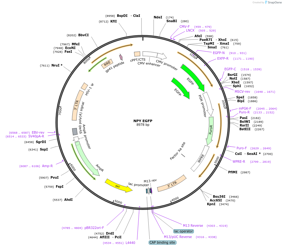 245034-plasmid-map-sequence-id-487485