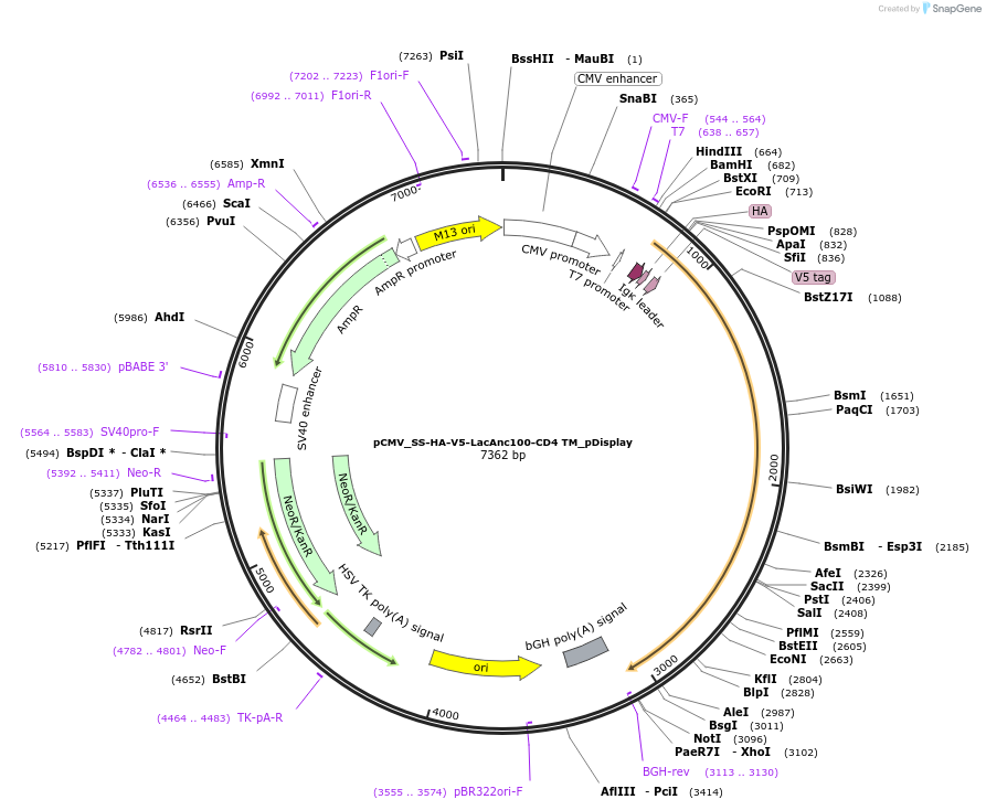 245299-plasmid-map-sequence-id-487486