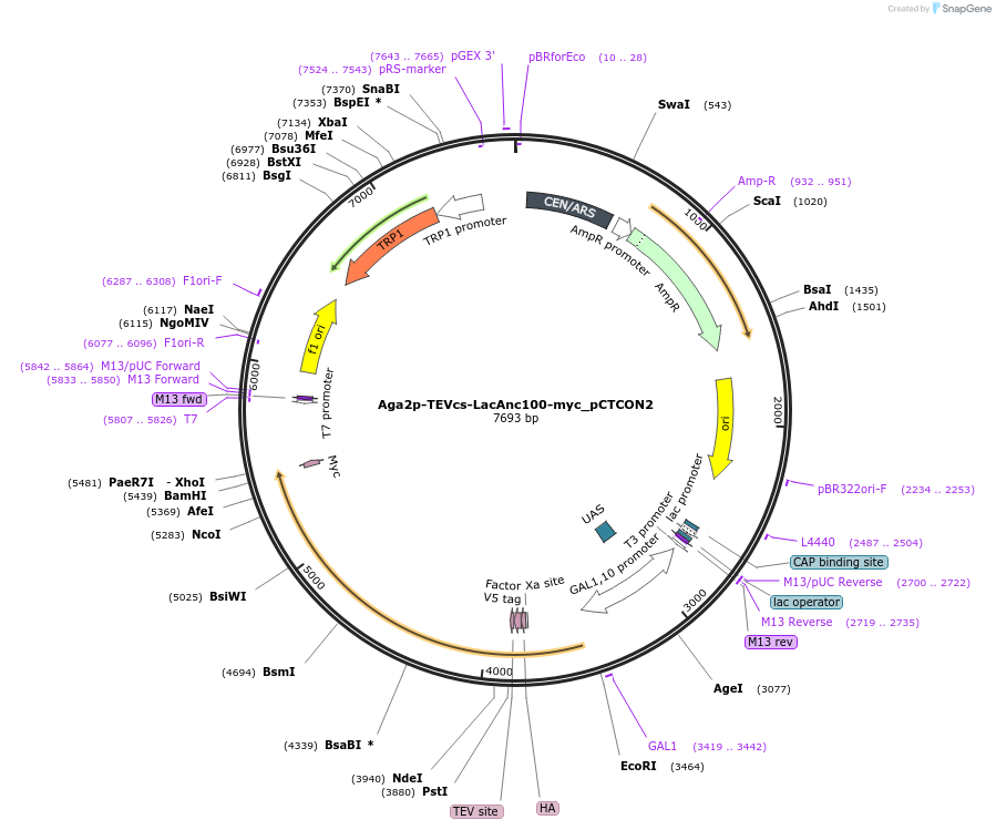 245298-plasmid-map-sequence-id-487489