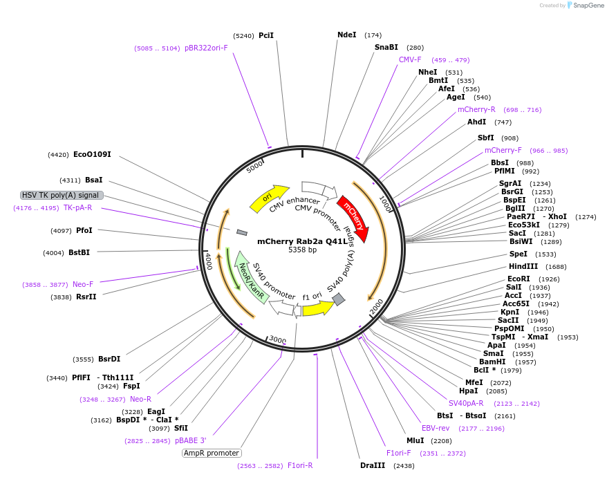 245029-plasmid-map-sequence-id-487490
