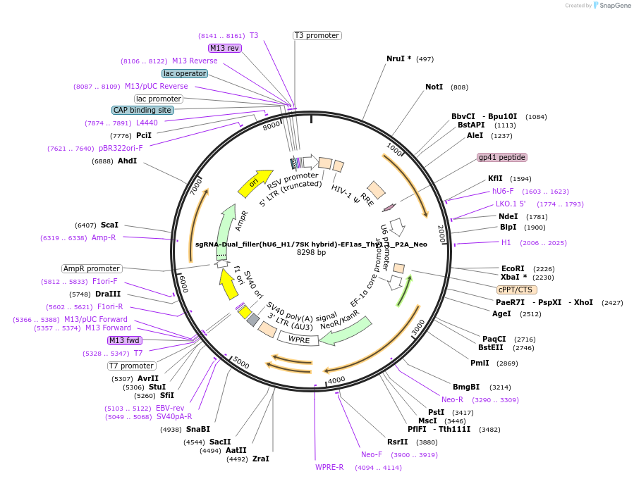 239609-plasmid-map-sequence-id-487495
