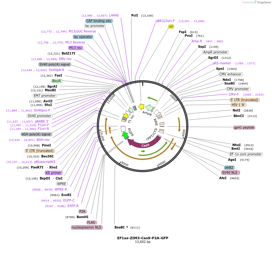 239603-plasmid-map-sequence-id-487496