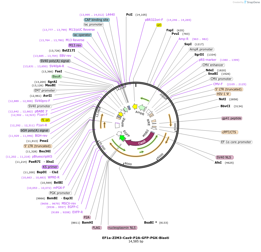 239610-plasmid-map-sequence-id-487498