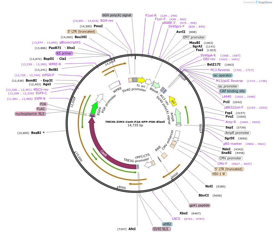 239604-plasmid-map-sequence-id-487500