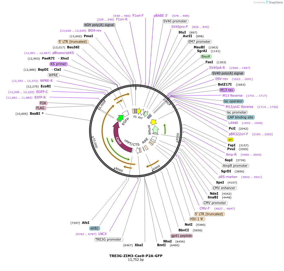 239605-plasmid-map-sequence-id-487502