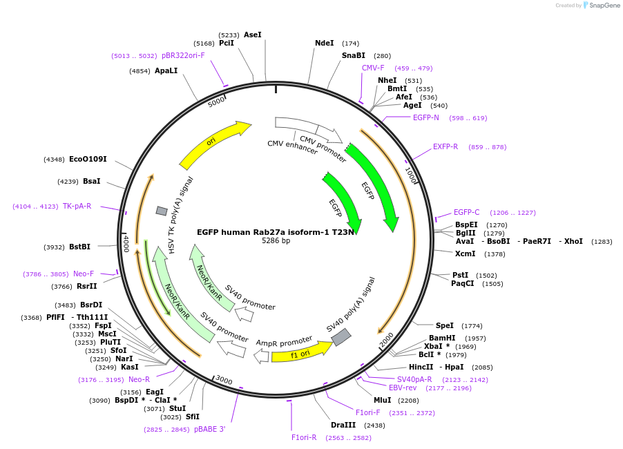 245022-plasmid-map-sequence-id-487508