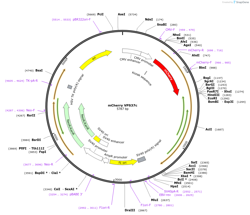 245033-plasmid-map-sequence-id-487510