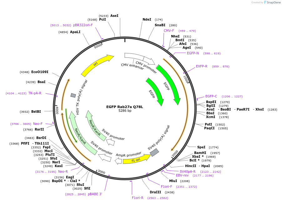 245024-plasmid-map-sequence-id-487511