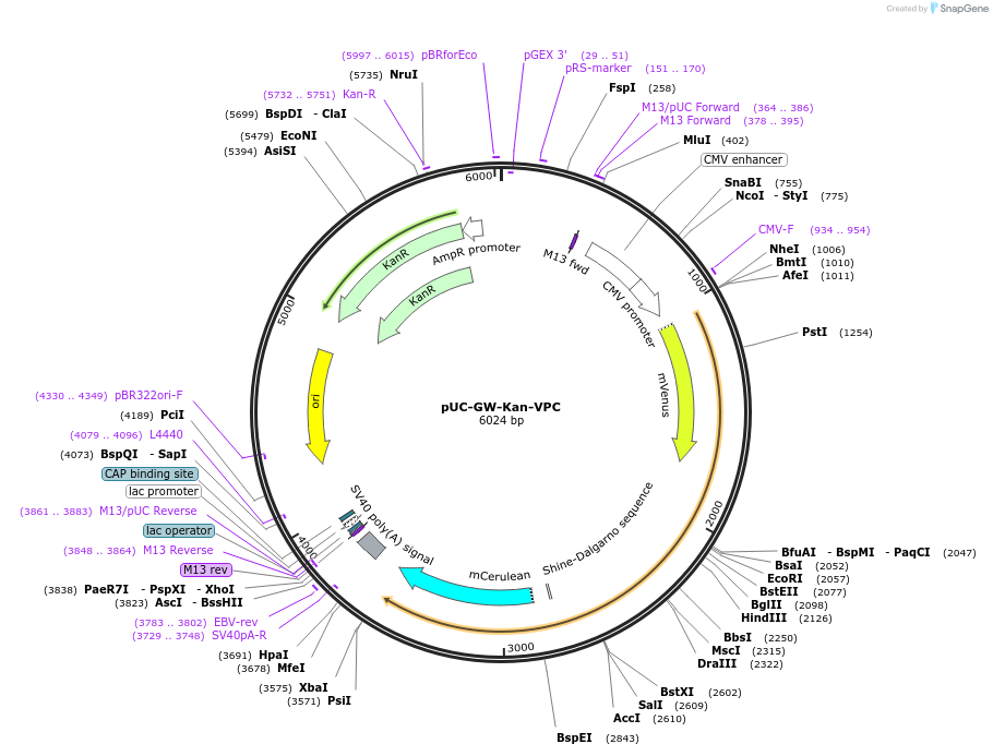 244163-plasmid-map-sequence-id-487534