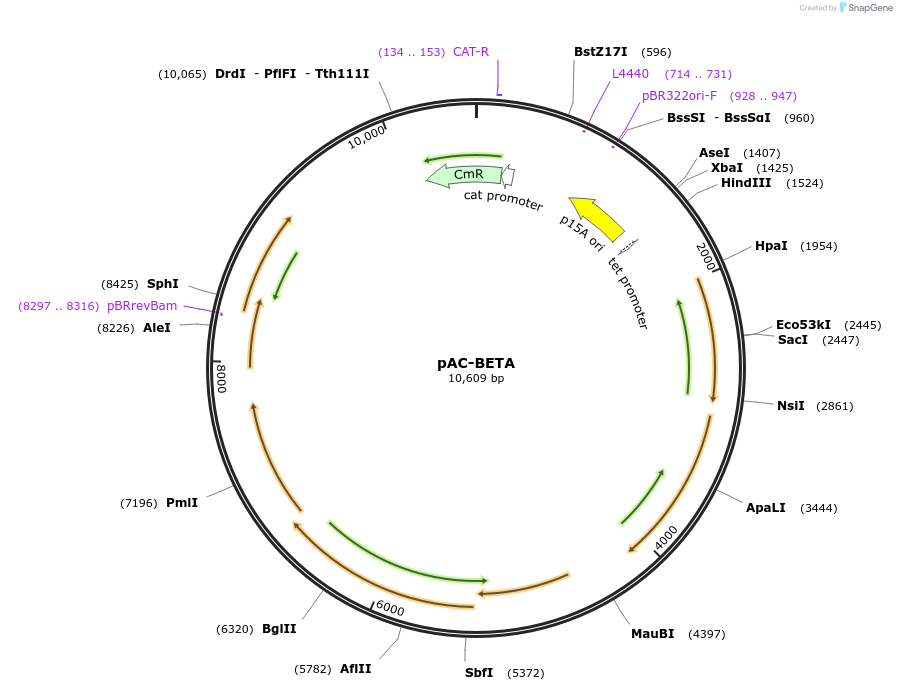 53272-plasmid-map-sequence-id-487543