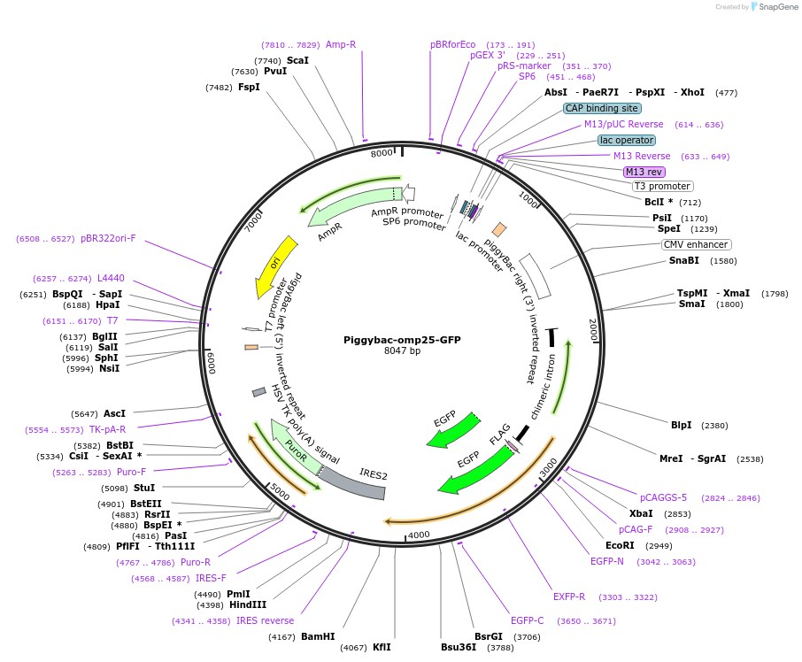 246221-plasmid-map-sequence-id-487556