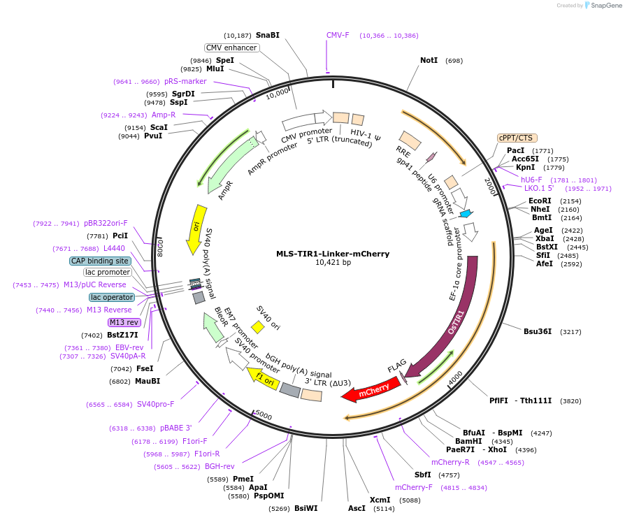 246225-plasmid-map-sequence-id-487559