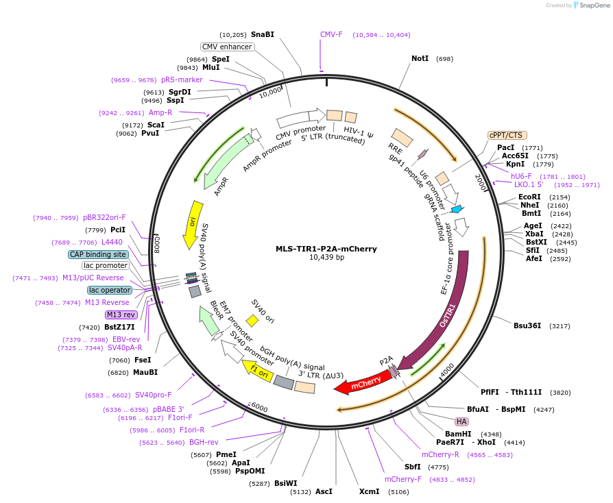 246222-plasmid-map-sequence-id-487560