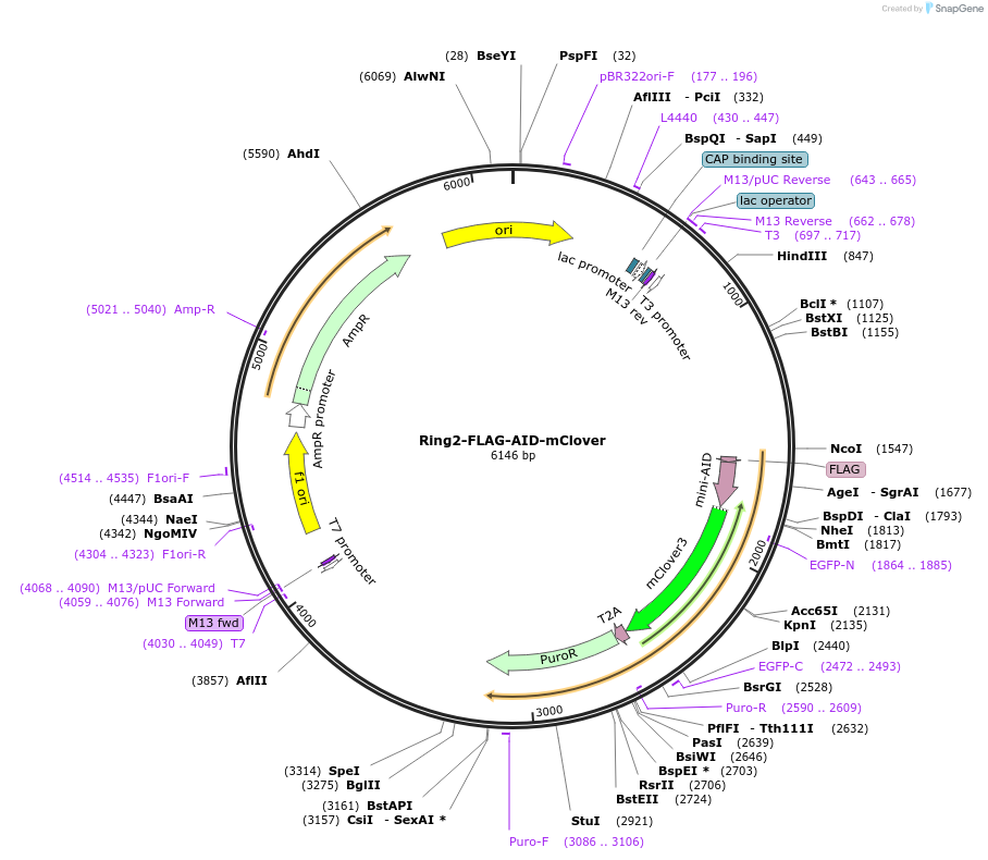 246226-plasmid-map-sequence-id-487564