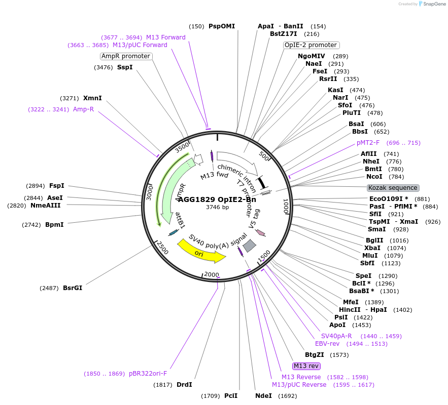 242438-plasmid-map-sequence-id-487565