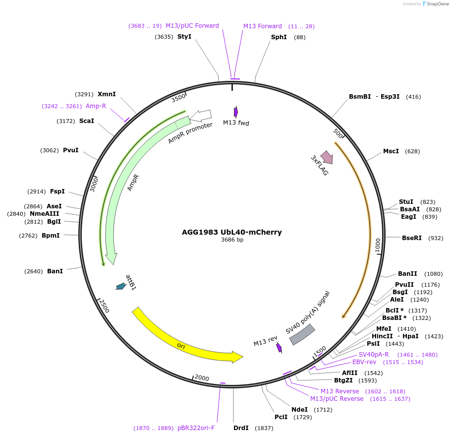 242440-plasmid-map-sequence-id-487566