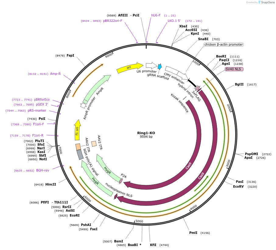 246224-plasmid-map-sequence-id-487567