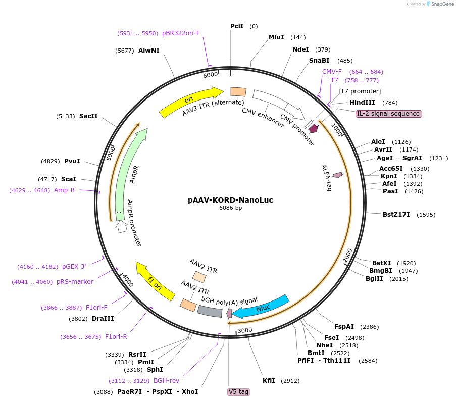 240983-plasmid-map-sequence-id-487595