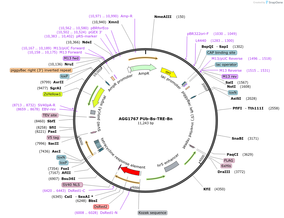 242441-plasmid-map-sequence-id-487596