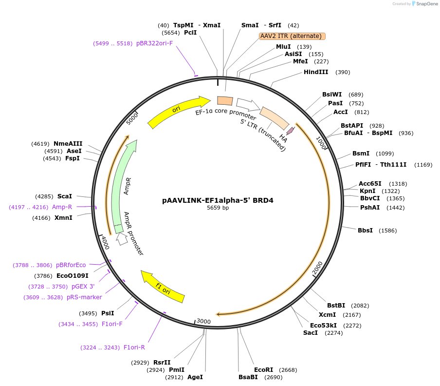 236682-plasmid-map-sequence-id-487598