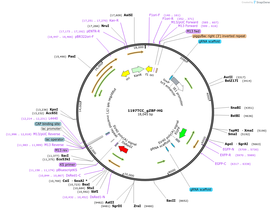 241826-plasmid-map-sequence-id-487602