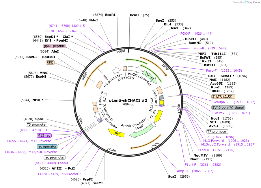 242701-plasmid-map-sequence-id-487603
