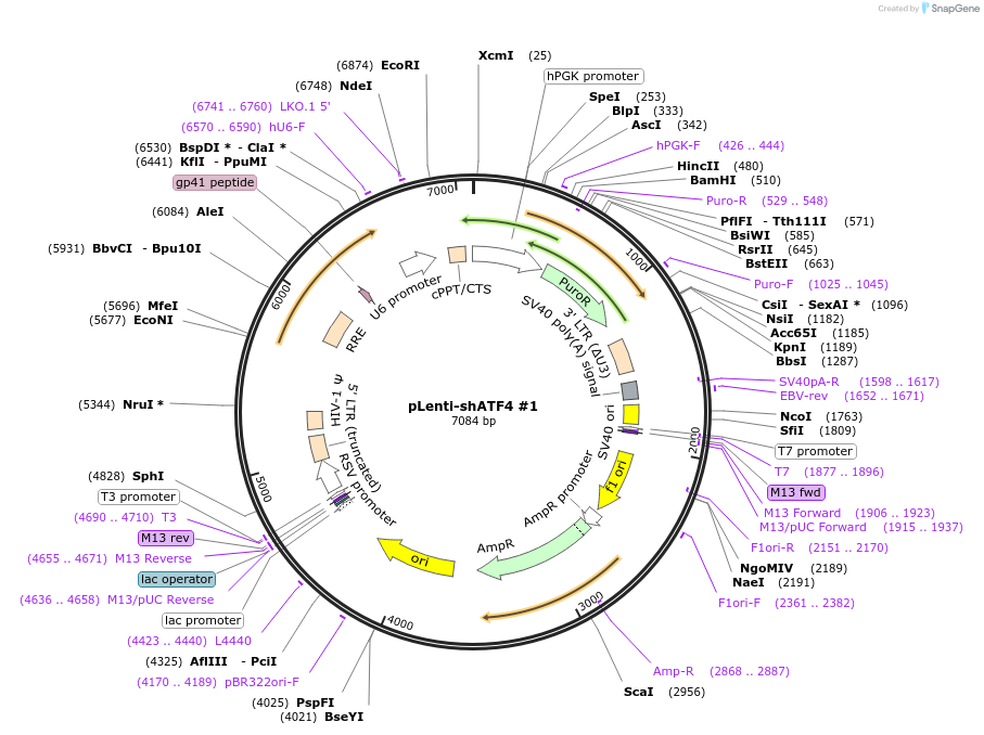 242702-plasmid-map-sequence-id-487605