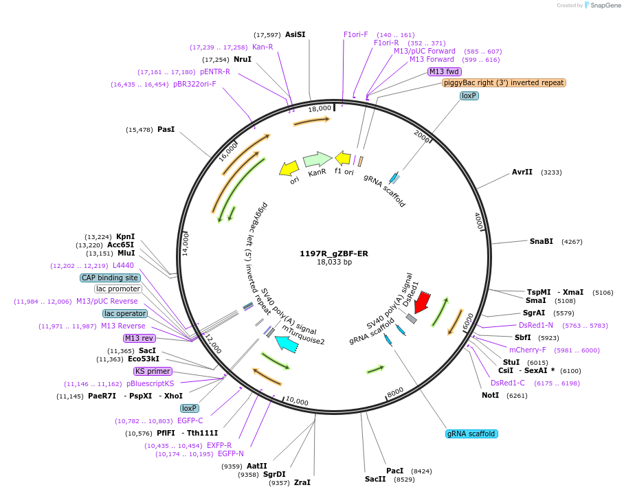 241825-plasmid-map-sequence-id-487606