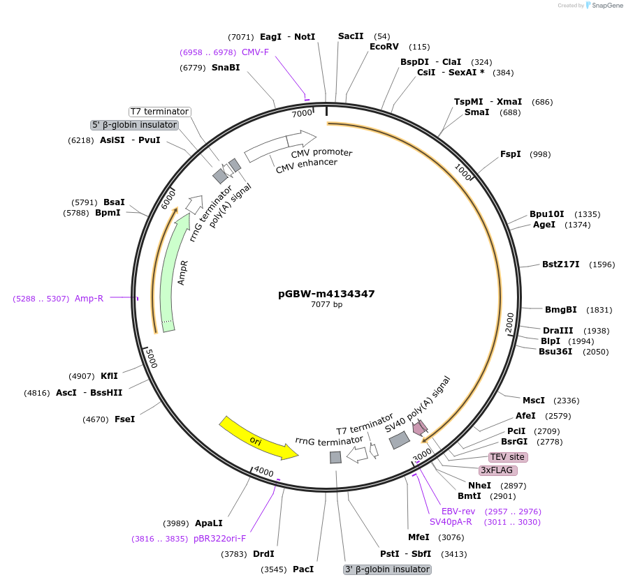 152890-plasmid-map-sequence-id-487616