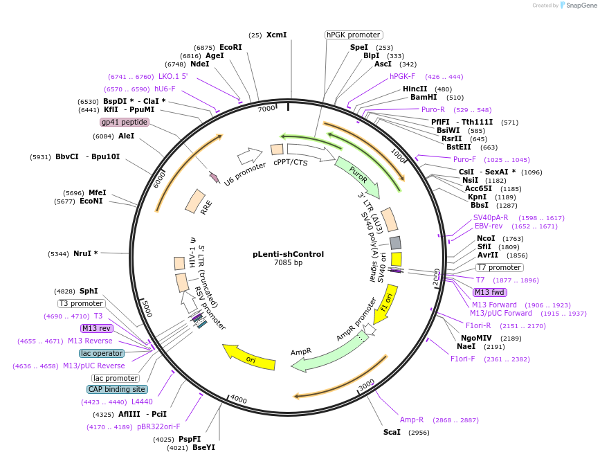242699-plasmid-map-sequence-id-487617