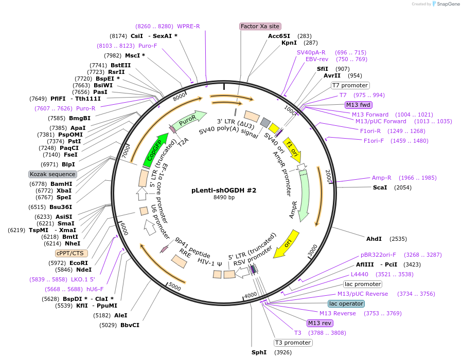 242705-plasmid-map-sequence-id-487618