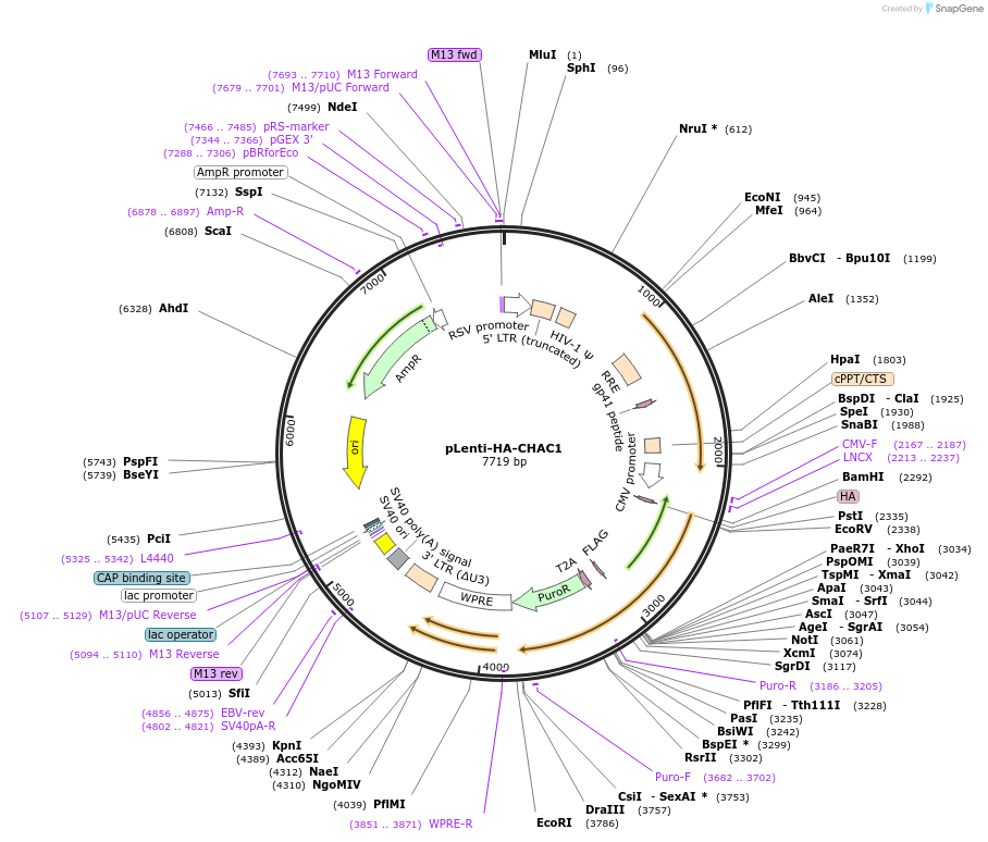 242710-plasmid-map-sequence-id-487619