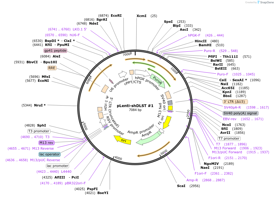 242708-plasmid-map-sequence-id-487620