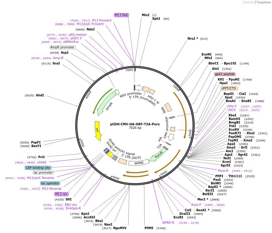 242698-plasmid-map-sequence-id-487621