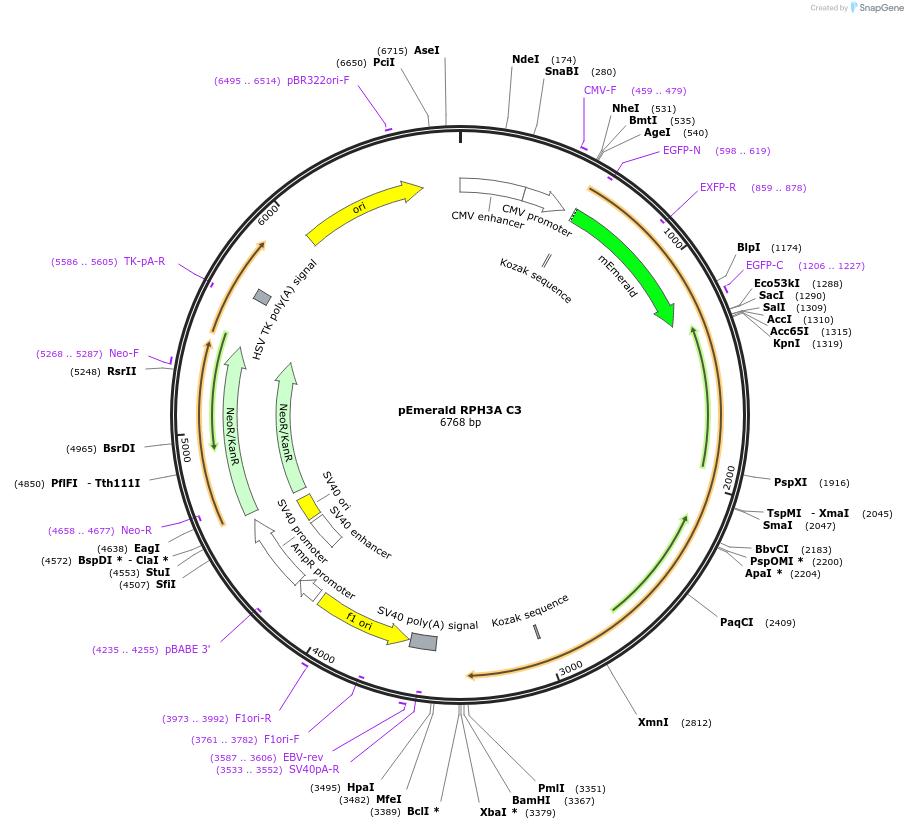 245048-plasmid-map-sequence-id-487627