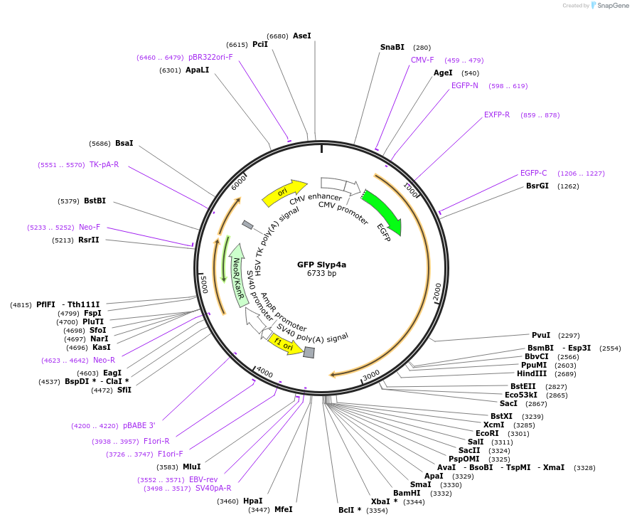 245047-plasmid-map-sequence-id-487633