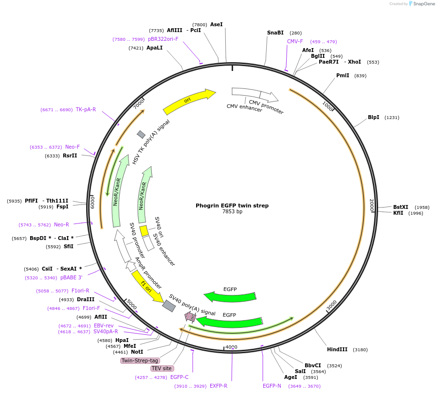 245046-plasmid-map-sequence-id-487635