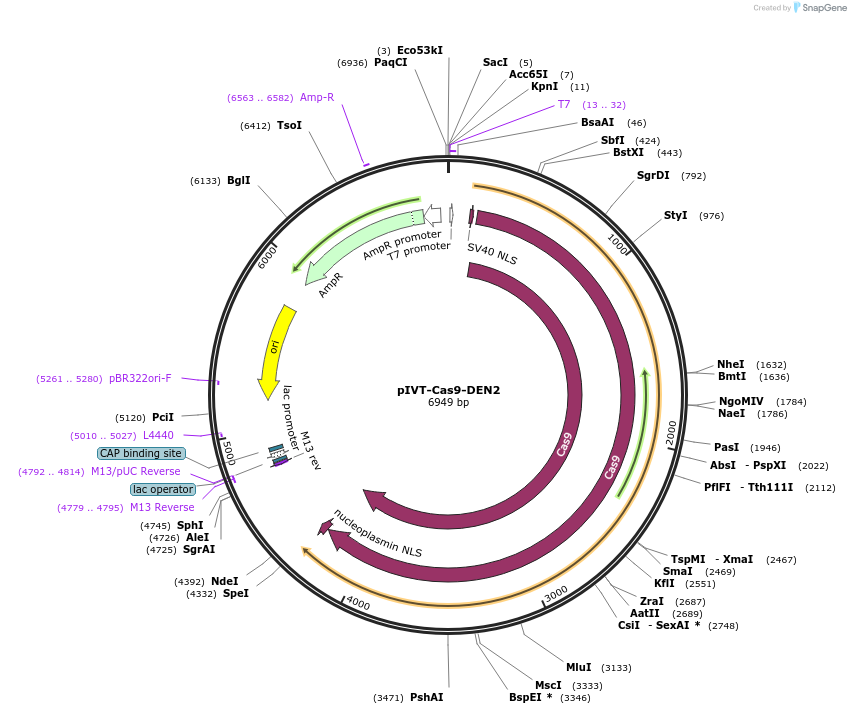 238017-plasmid-map-sequence-id-487639