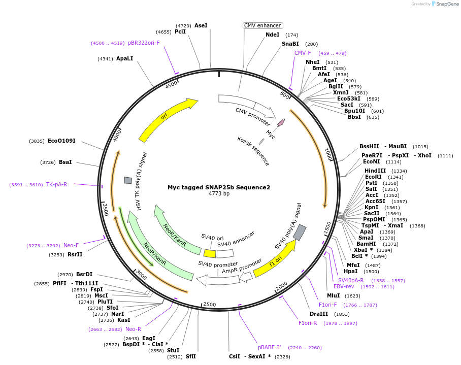 245057-plasmid-map-sequence-id-487644