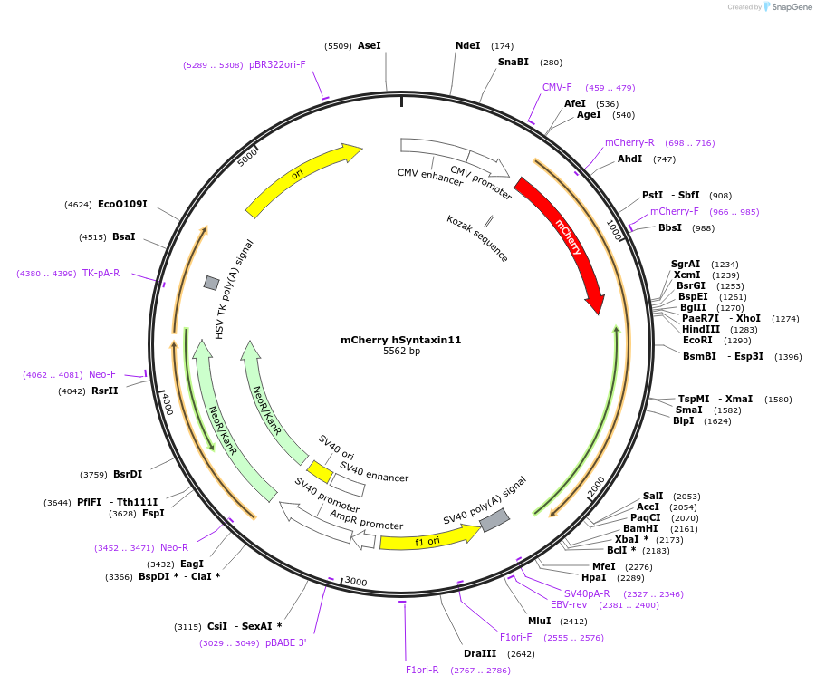 245049-plasmid-map-sequence-id-487645