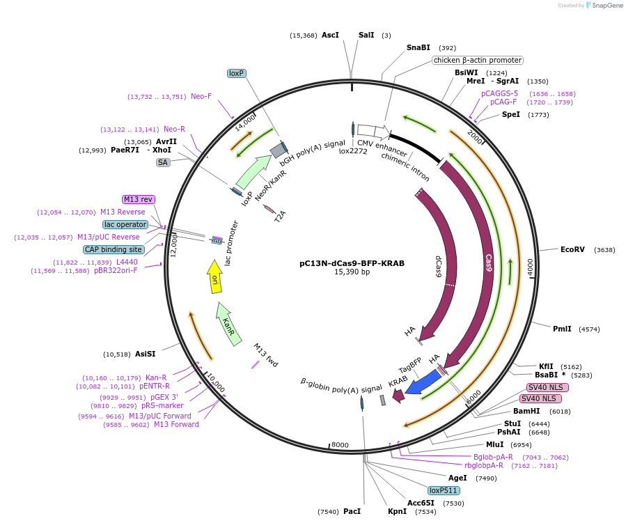 127968-plasmid-map-sequence-id-487656