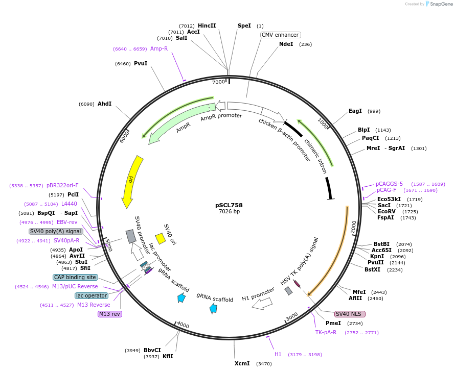 219504-plasmid-map-sequence-id-487657